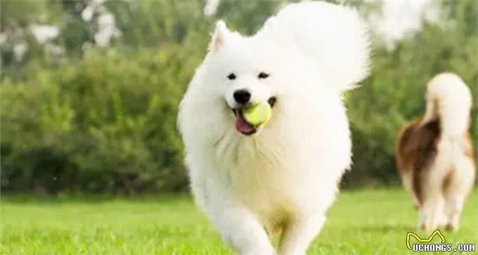 狗狗捡到玩具却不愿交给你?主人你知道它心里是咋想的吗?