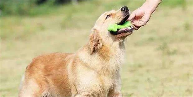 狗狗捡到玩具却不愿交给你?主人你知道它心里是咋想的吗?