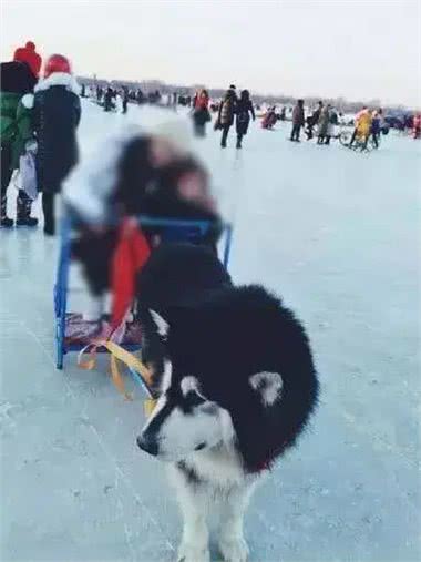 狗狗拉着主人体验狗拉雪橇