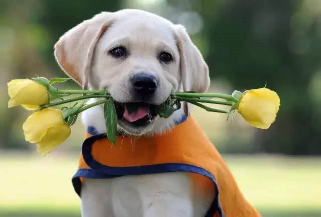 狗狗的嘴真的比人嘴干净吗?