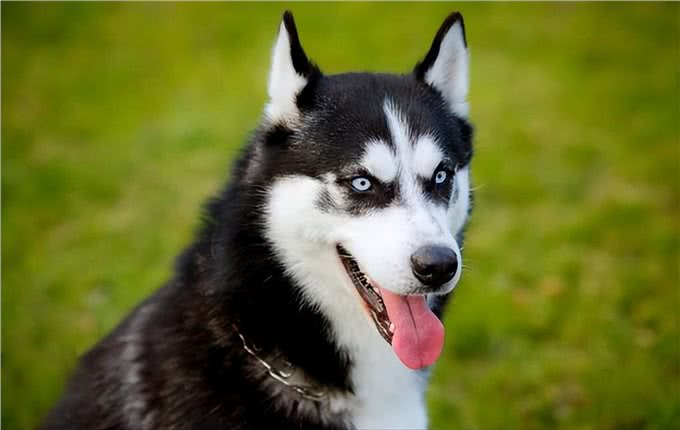 这几种狗,被公认4不养,送你也别要!