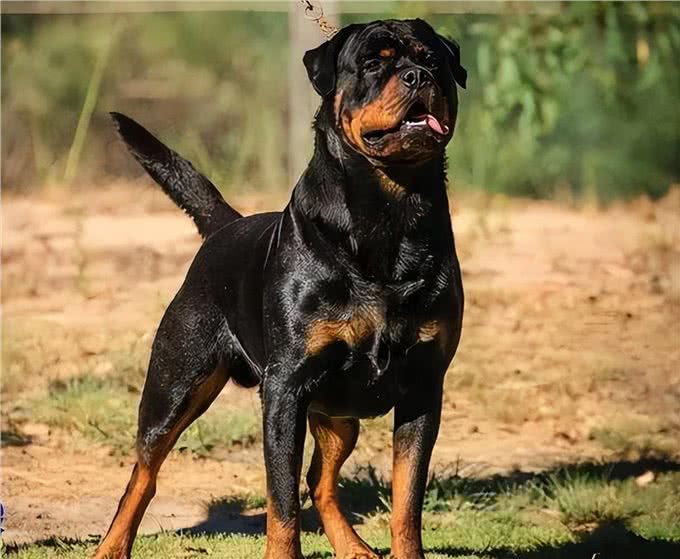 这几种狗,被公认4不养,送你也别要!