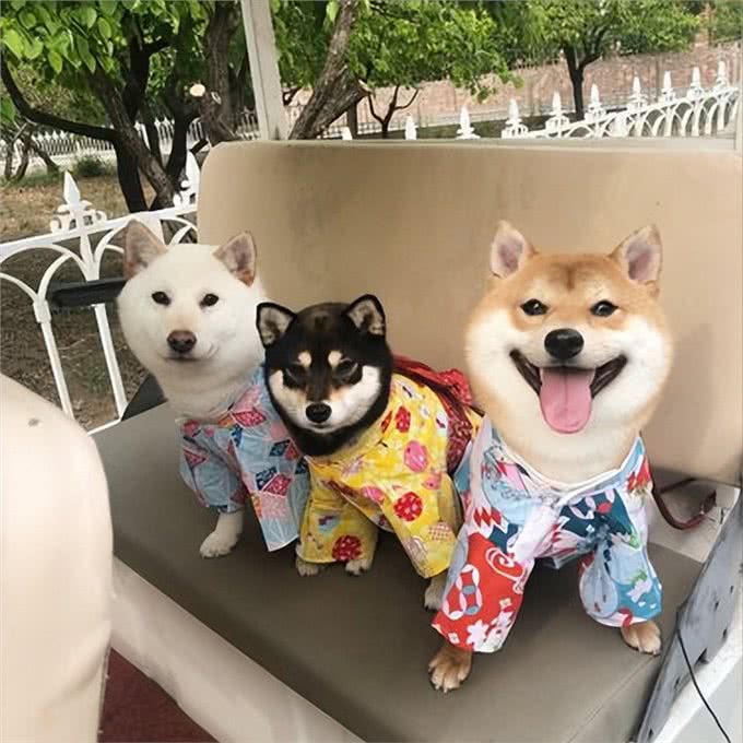 这几种狗,被公认4不养,送你也别要!