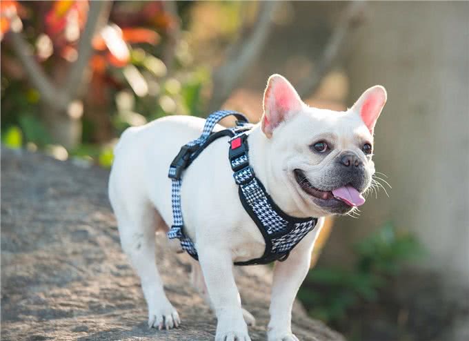 这几种狗,被公认4不养,送你也别要!