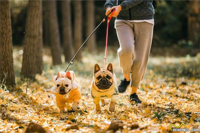 这几种狗,被公认4不养,送你也别要!