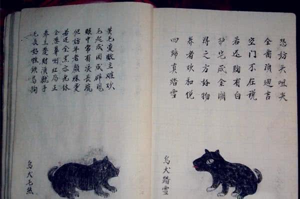 相犬大全之乌犬踏雪,看家护院之首选