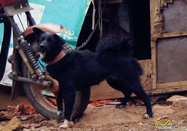 相犬大全之乌犬踏雪,看家护院之首选