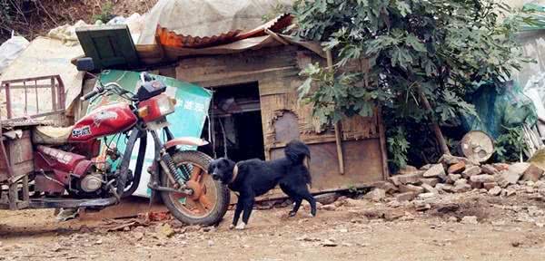 相犬大全之乌犬踏雪,看家护院之首选