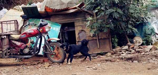 相犬大全之乌犬踏雪,看家护院之首选
