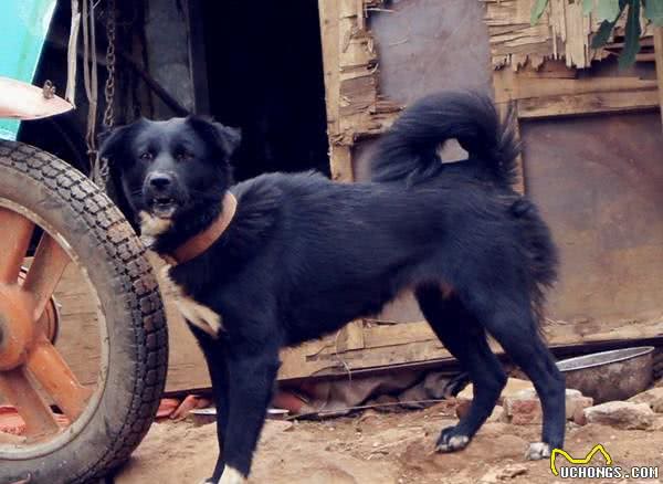 相犬大全之乌犬踏雪,看家护院之首选