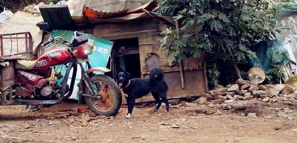 相犬大全之乌犬踏雪,看家护院之首选