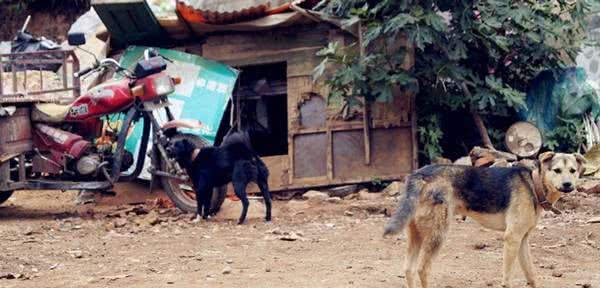 相犬大全之乌犬踏雪,看家护院之首选