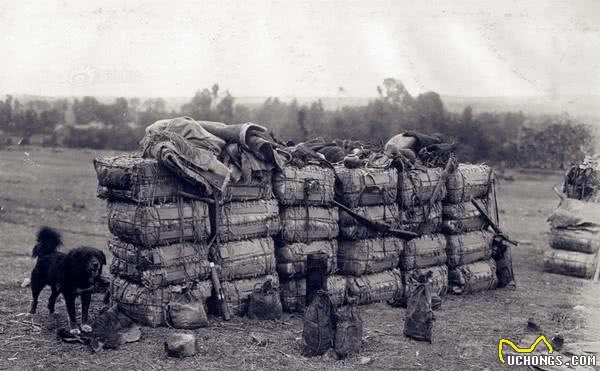 相犬大全之乌犬踏雪,看家护院之首选