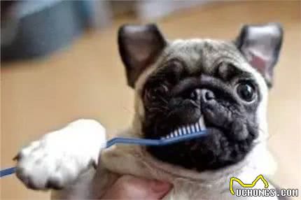 如何去除狗的三大臭