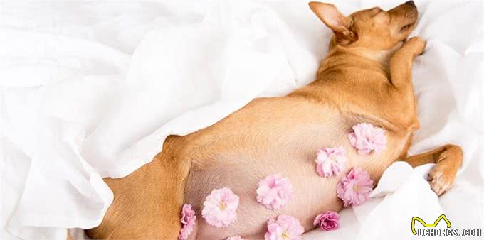 最简单看狗怀孕的方法及注意事项