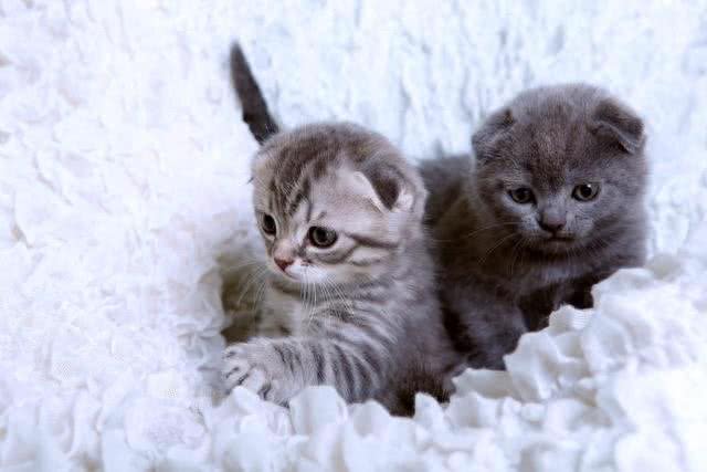 待人友善温柔喵星人代表—苏格兰折耳猫