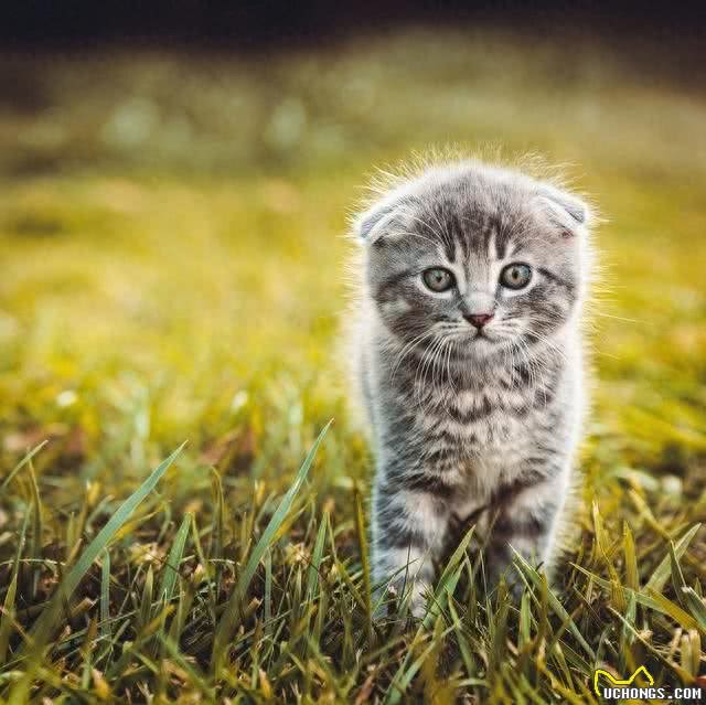 待人友善温柔喵星人代表—苏格兰折耳猫