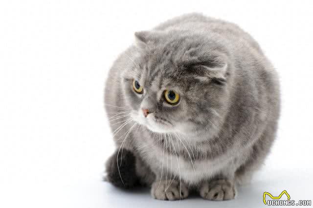 待人友善温柔喵星人代表—苏格兰折耳猫