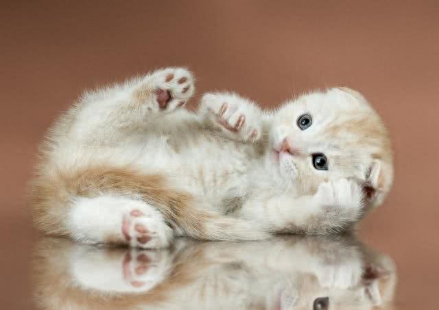 待人友善温柔喵星人代表—苏格兰折耳猫