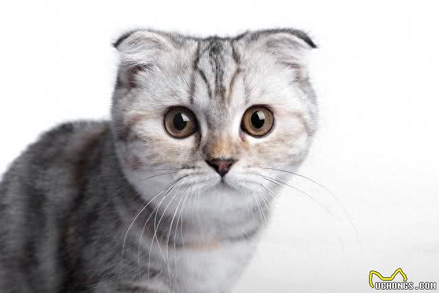 待人友善温柔喵星人代表—苏格兰折耳猫