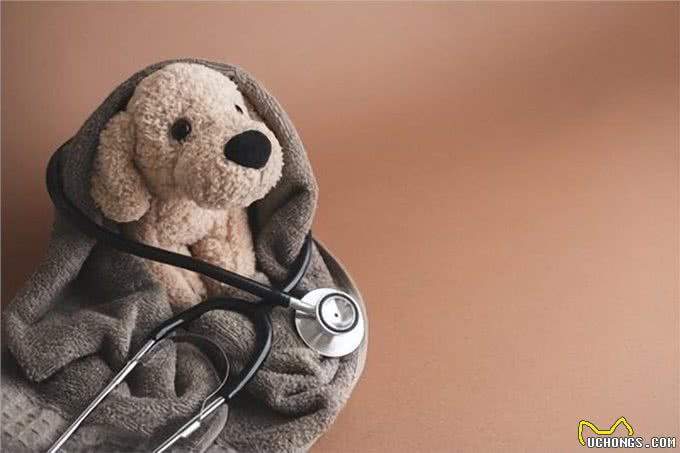 揭秘狗狗分离焦虑症:四大初期症状及应对策略,不容忽视!