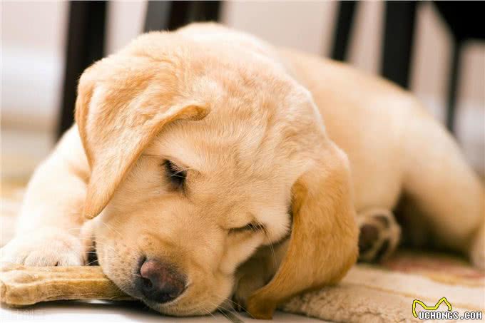 不能给狗狗吃饱饭,长期进食过饱,危害很大