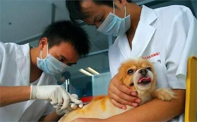 不能给狗狗吃饱饭,长期进食过饱,危害很大