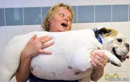 不能给狗狗吃饱饭,长期进食过饱,危害很大