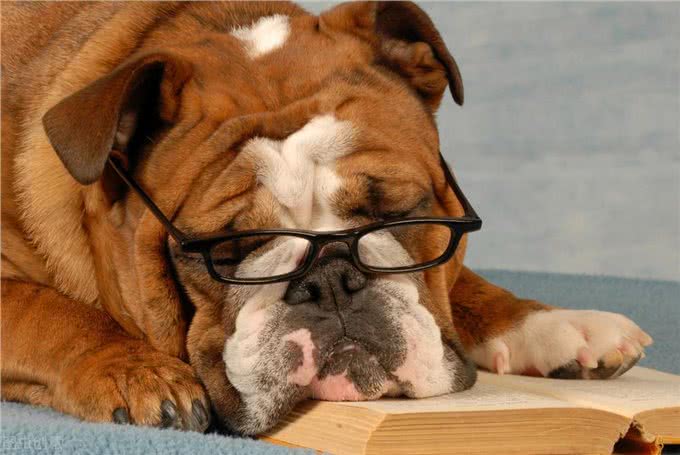 不能给狗狗吃饱饭,长期进食过饱,危害很大