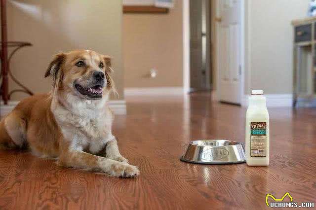 不能给狗狗吃饱饭,长期进食过饱,危害很大