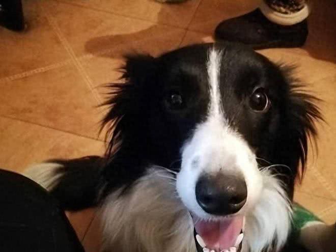 任何情况下狗子都不希望与主人分离,狗子又是如何理解和适应的?