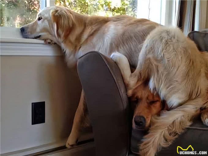 任何情况下狗子都不希望与主人分离,狗子又是如何理解和适应的?