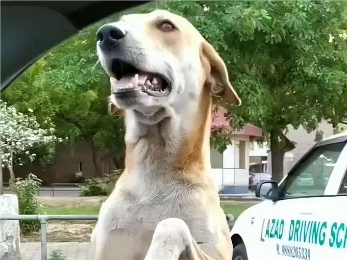 任何情况下狗子都不希望与主人分离,狗子又是如何理解和适应的?