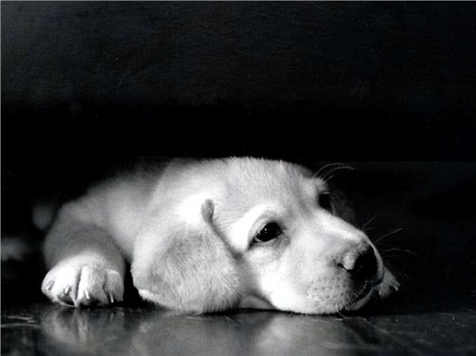 任何情况下狗子都不希望与主人分离,狗子又是如何理解和适应的?