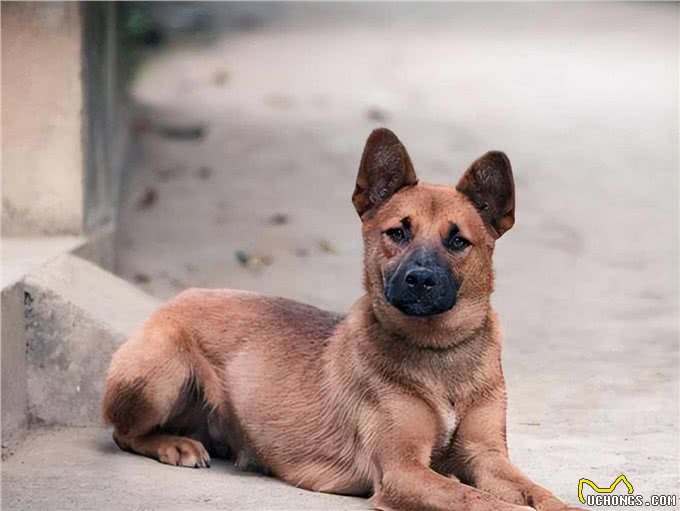 任何情况下狗子都不希望与主人分离,狗子又是如何理解和适应的?