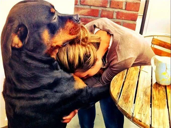 任何情况下狗子都不希望与主人分离,狗子又是如何理解和适应的?