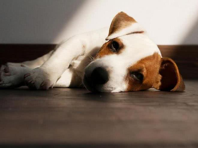 任何情况下狗子都不希望与主人分离,狗子又是如何理解和适应的?