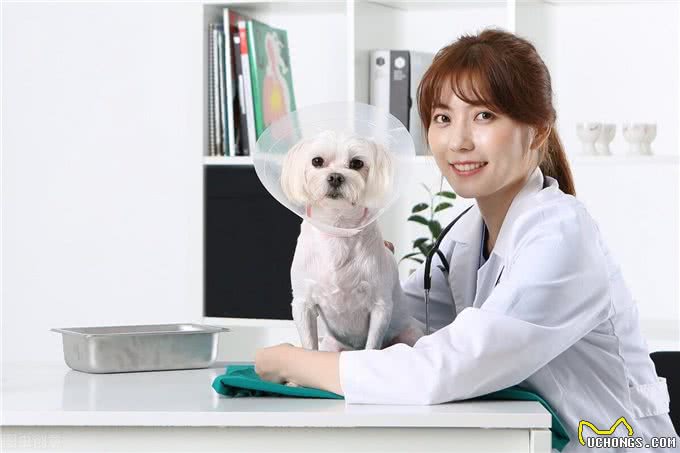 宠物感冒了怎么办?猫狗感冒的症状以及诊断治疗全在这里?了解一下