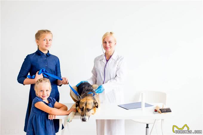 宠物感冒了怎么办?猫狗感冒的症状以及诊断治疗全在这里?了解一下