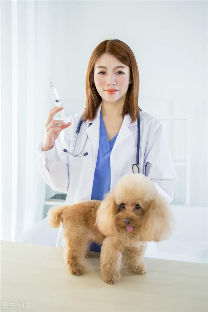 宠物感冒了怎么办?猫狗感冒的症状以及诊断治疗全在这里?了解一下