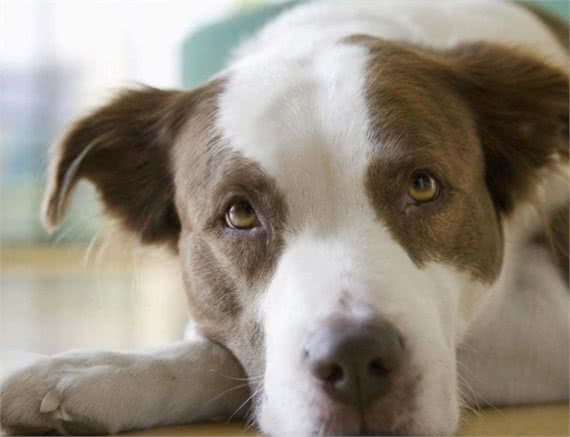 你在饲养小宠物的时候,遇到过哪些问题?本文为你梳理一下