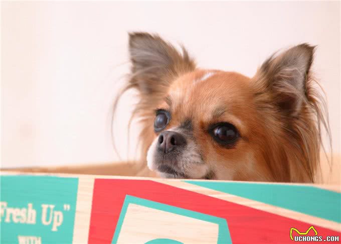 你在饲养小宠物的时候,遇到过哪些问题?本文为你梳理一下