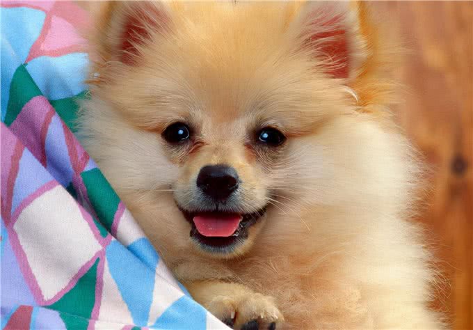 你在饲养小宠物的时候,遇到过哪些问题?本文为你梳理一下