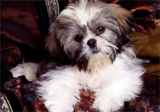 你在饲养小宠物的时候,遇到过哪些问题?本文为你梳理一下