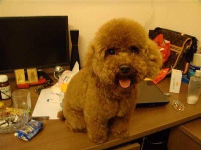 随口说自己比较喜欢腊肠狗,老婆就带贵宾去剪毛,让狗狗怀疑狗生