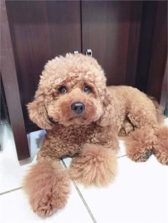 随口说自己比较喜欢腊肠狗,老婆就带贵宾去剪毛,让狗狗怀疑狗生