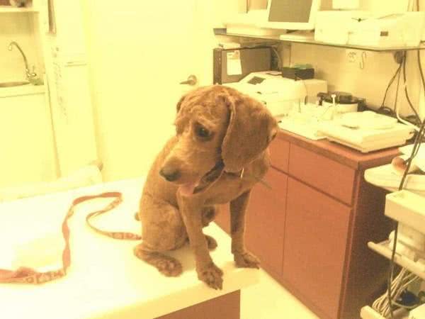 随口说自己比较喜欢腊肠狗,老婆就带贵宾去剪毛,让狗狗怀疑狗生