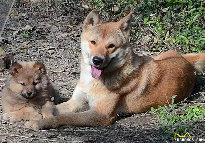 这6种狗很护主,忠诚度高,养到要珍惜了