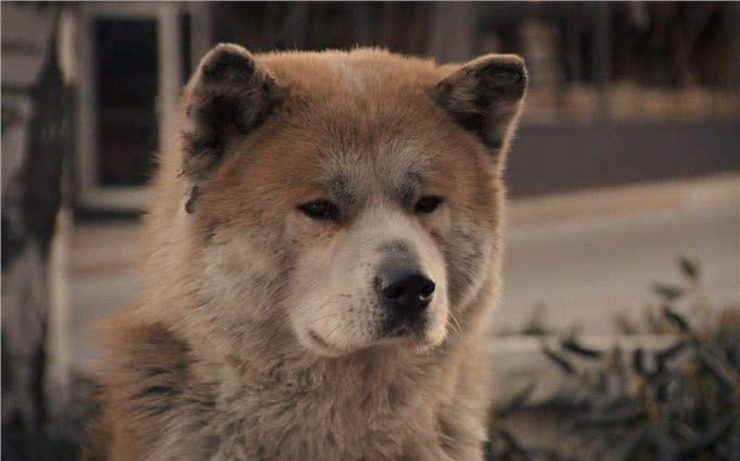 这6种狗很护主,忠诚度高,养到要珍惜了