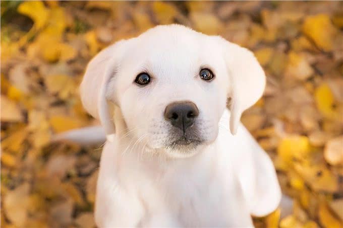 这6种狗很护主,忠诚度高,养到要珍惜了